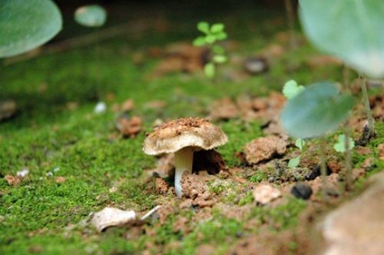 Wild Mushroom in Tripoli Lebanon