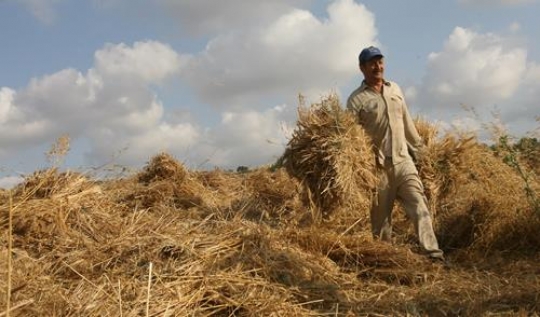 harvest