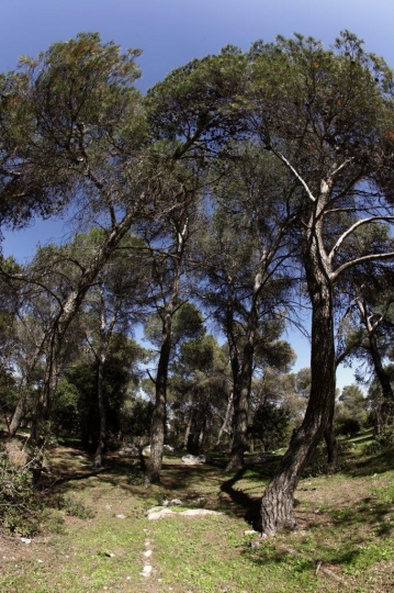 Dibeen Pine Trees