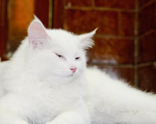 White Caty