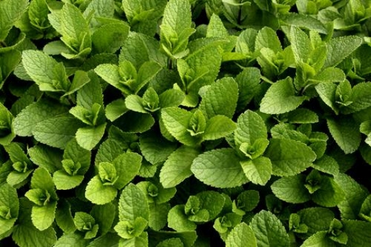 Mint