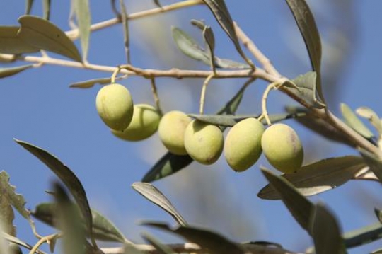 Olive branch