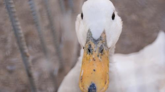 white duck on the ground