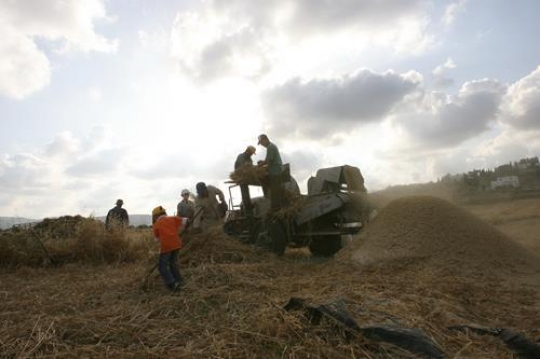 harvest season