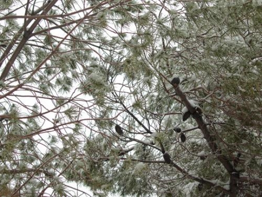 tree with snow