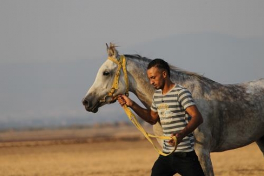 Horse Training