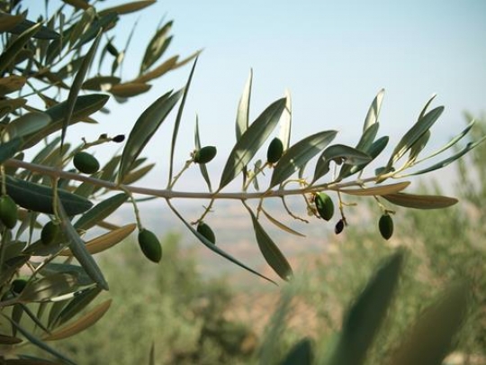 Olive Branch
