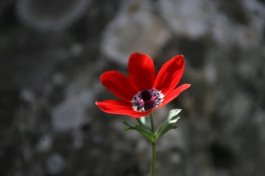 red rose