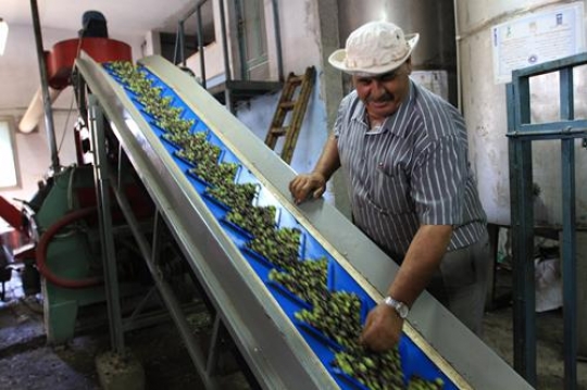 Olive sorts