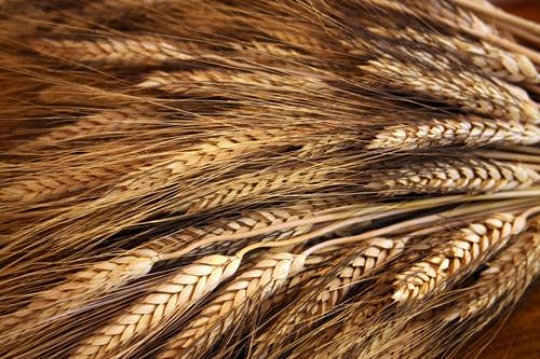 Wheat spikes