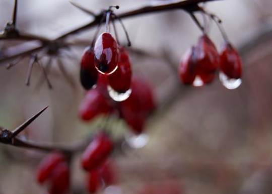 nightshade fruit