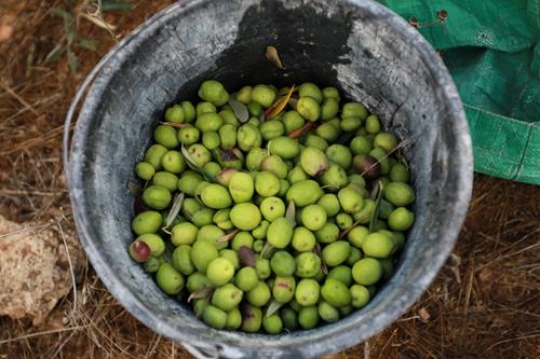 olives in pail