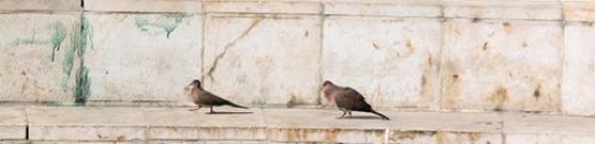 pigeon
