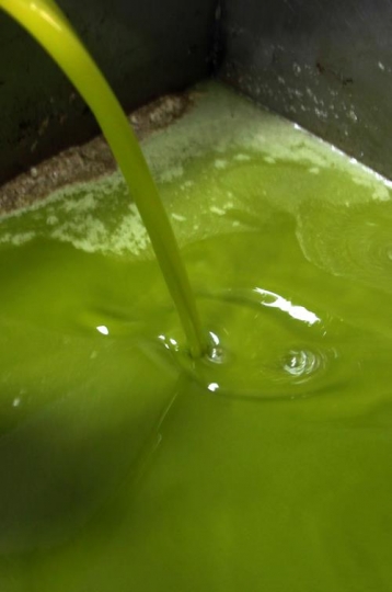 Olive oil