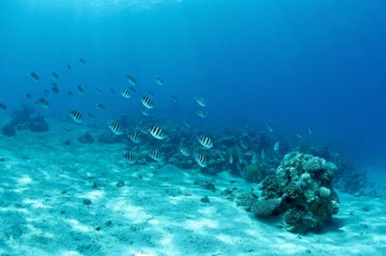Seabed