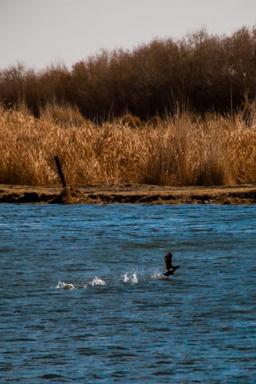 azraq oasis