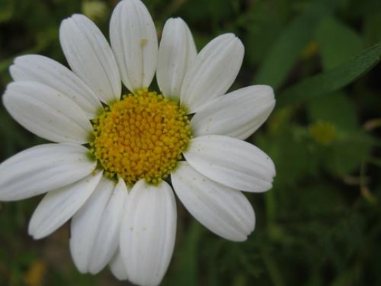 Daisies