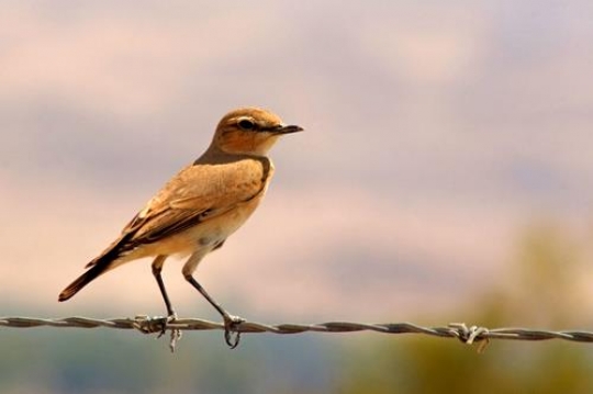 Yellow Bird 