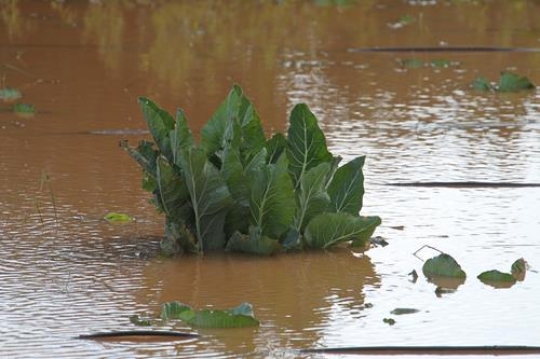 Floods in Qalqilya