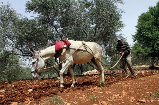 Plowing a field 