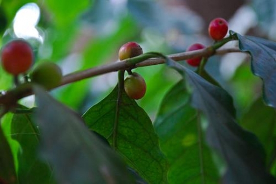 Tree Branch
