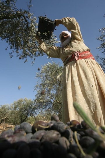 Old woman harvesting olives