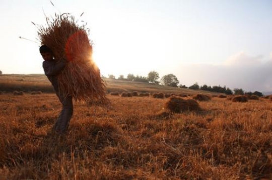 Harvest Day