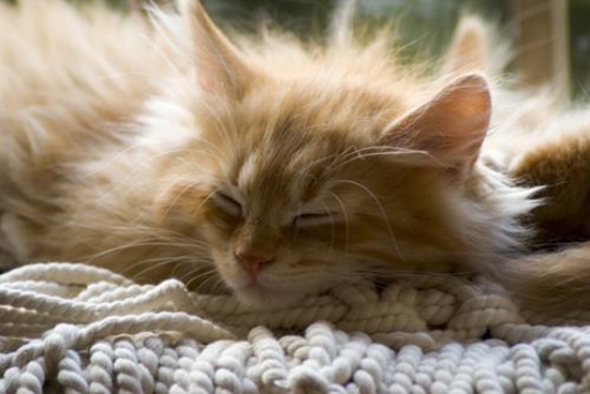 A Cat Nap