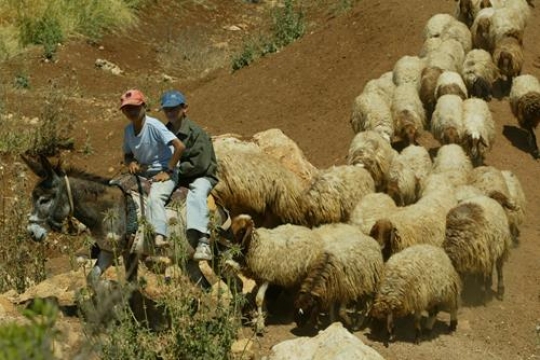 shepherdy