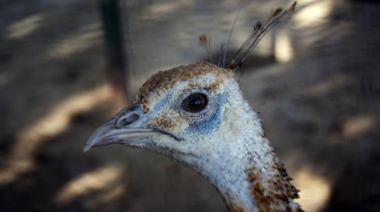 peacock