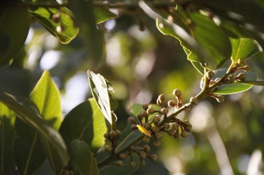 Lemmon Blossoms 