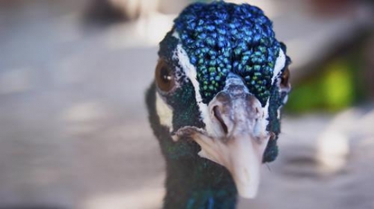 blue peacock