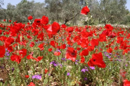 field of anemones