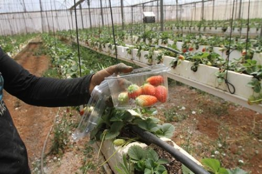 strawberry in plastic box