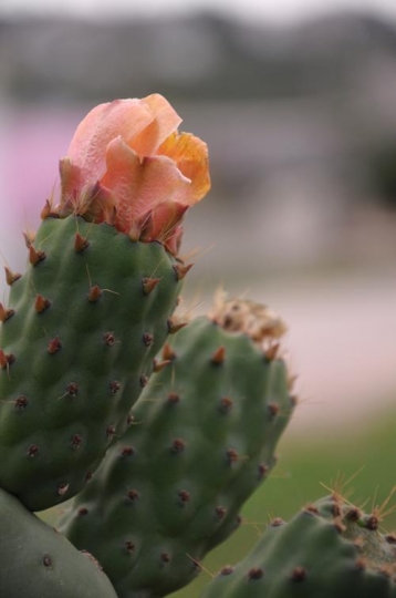 Flowery Cactus