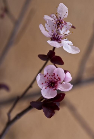 flowersy