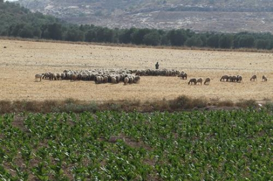 shepherd