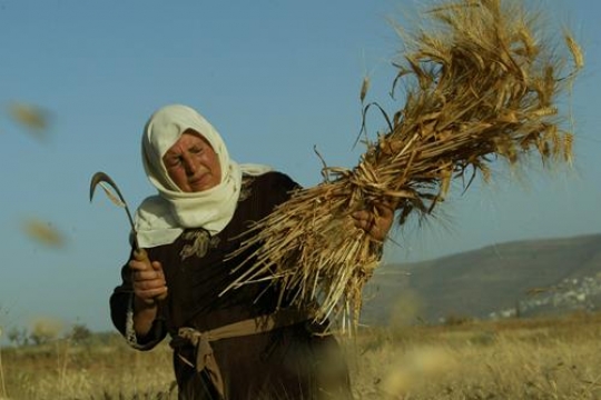 harvest season