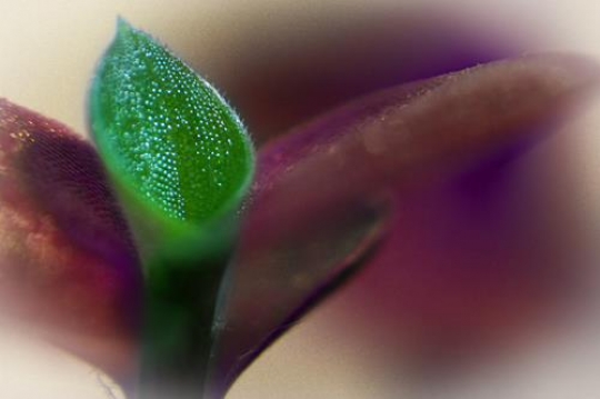 -Closeup of a violet plant