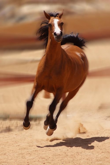 arabian horse running