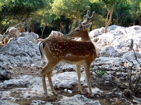 Deer 