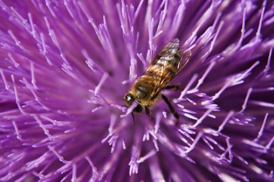 bee on big violet flower