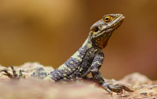  agama lizard,jerash