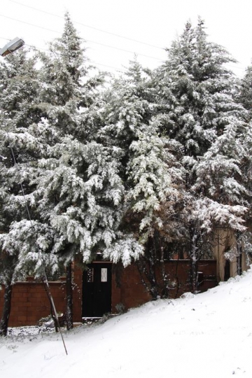 Snow covered trees