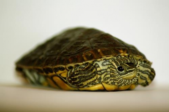 Relaxin Turtle