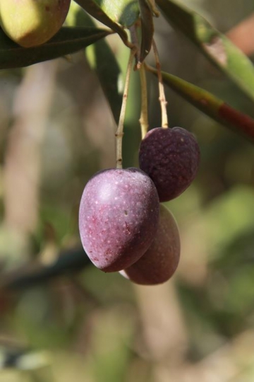 black olives