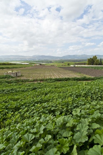 khobezeh