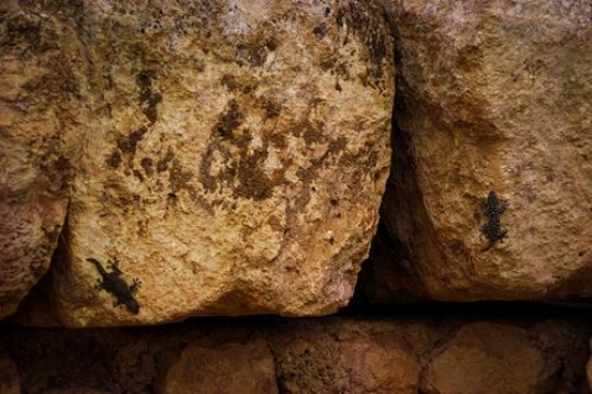 lizard on rock,jerash
