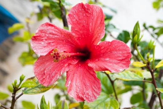 pink lilly flower with water drops