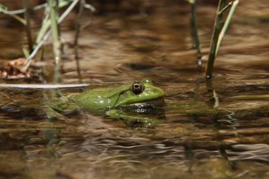 frog in the water